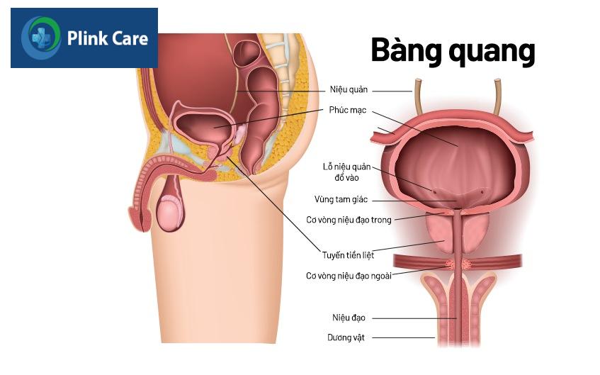 hiểu thêm về tiểu đêm