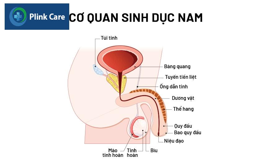 viêm bao quy đầu là gì