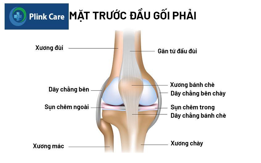 mặt trước đầu gối