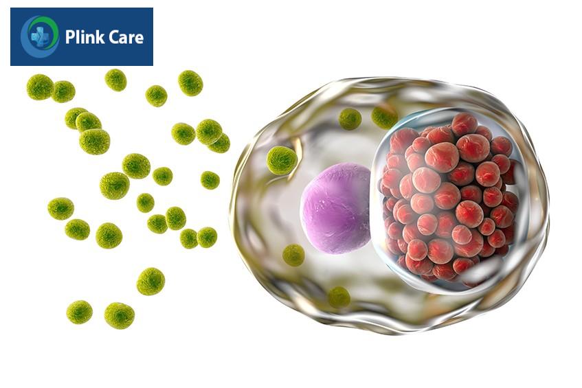 Vi khuẩn Chlamydia Trachomatis