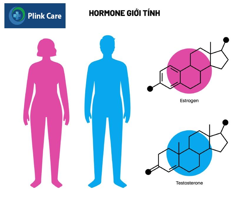 Hormone giới tính