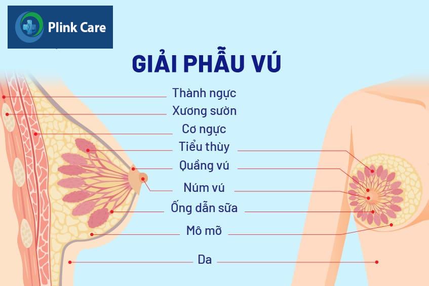 Phòng ngừa và chăm sóc với tình trạng dày ngực