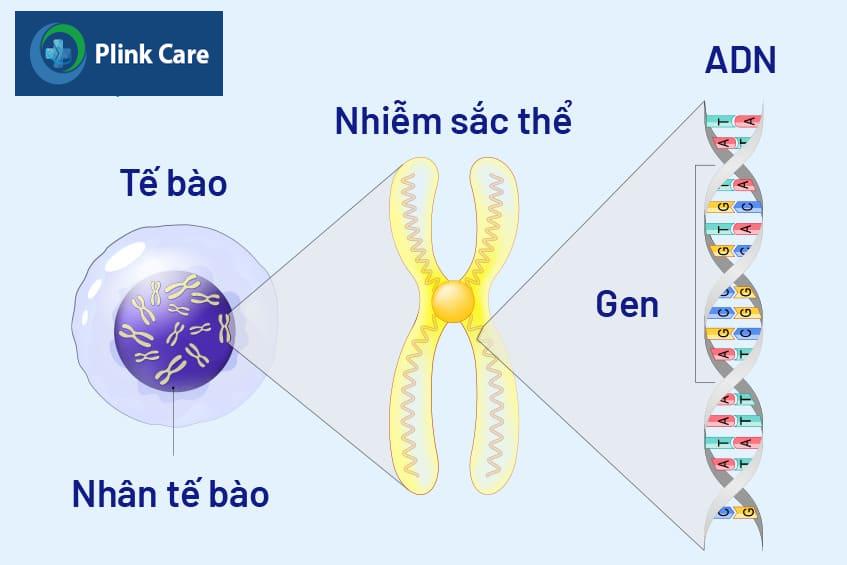 Đột biến gen BRCA1