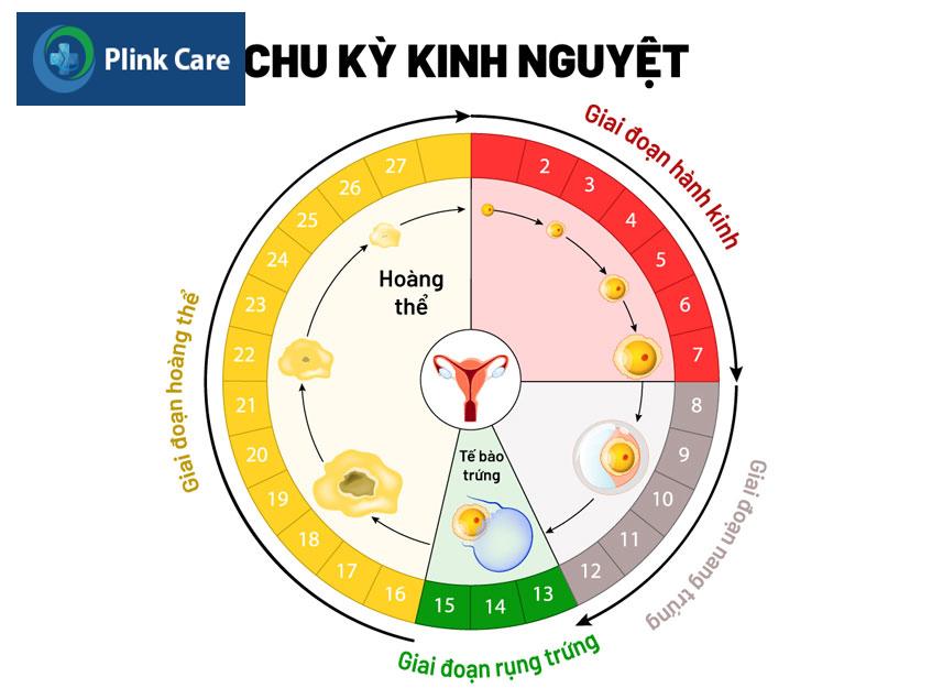 mô tả chu kỳ kinh ở phụ nữ