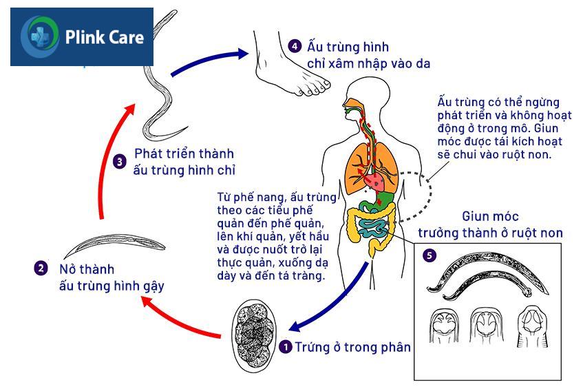 Vòng đời của giun móc