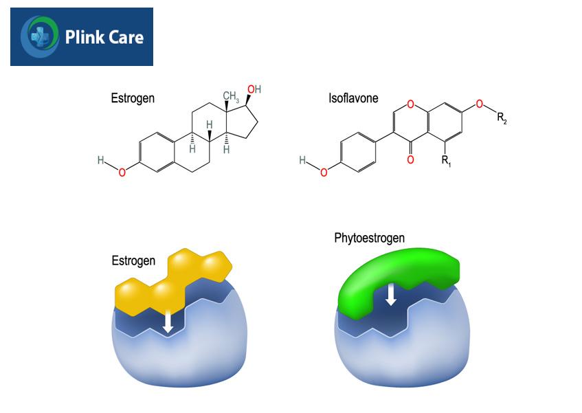bổ sung phytoestrogen