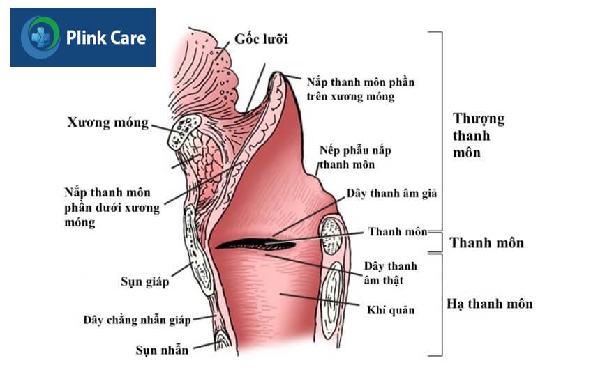hình ảnh giải phẫu ung thư thanh quản