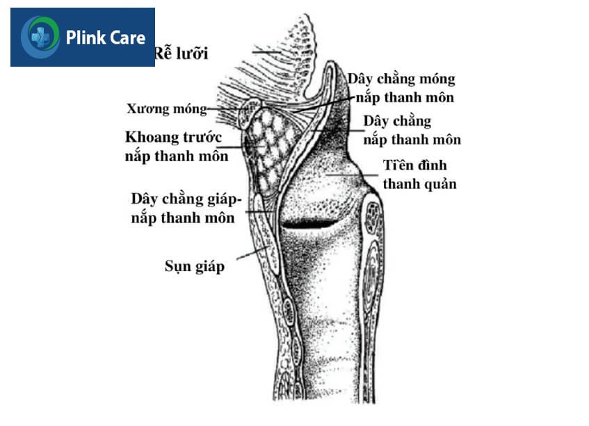 hình minh họa giải phẫu thanh quản