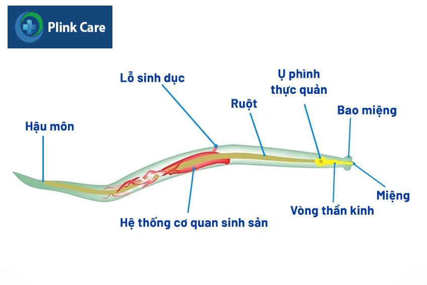 cấu tạo của giun kim
