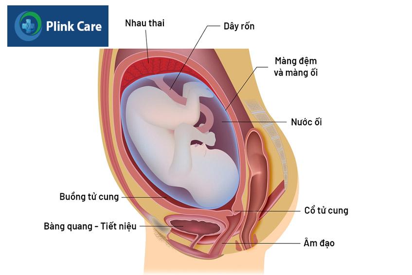 thai nhi nằm trong tử cung người mẹ