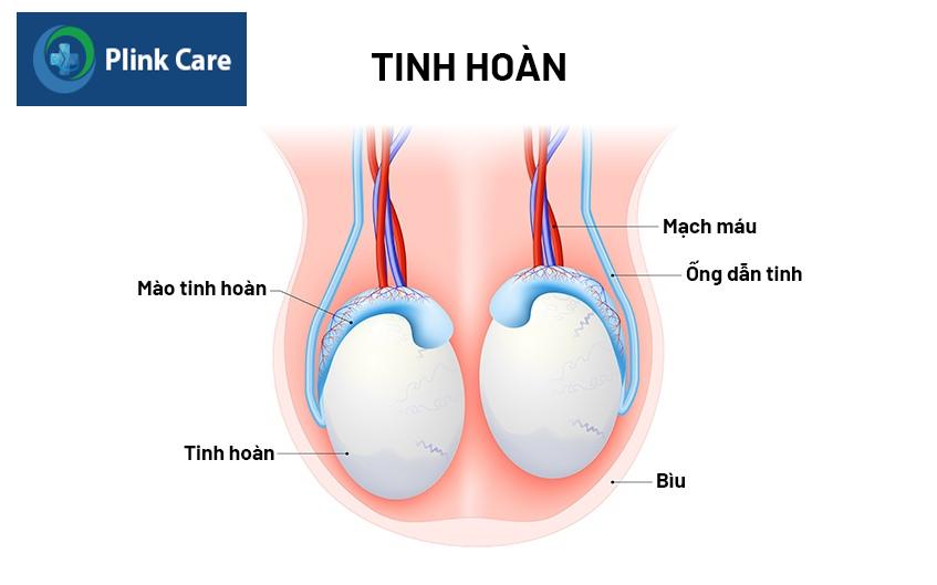 tinh hoàn là gì