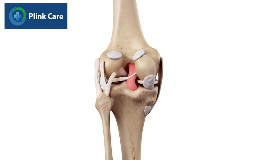 cấu tạo của khớp gối