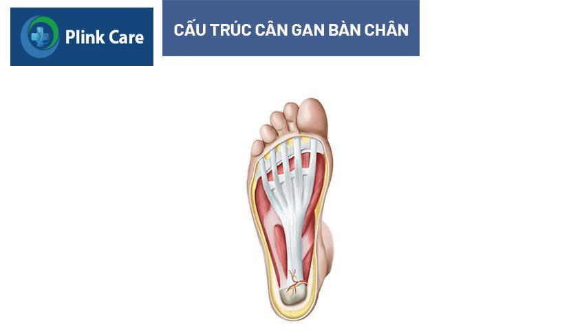 cấu trúc của gân gan bàn chân