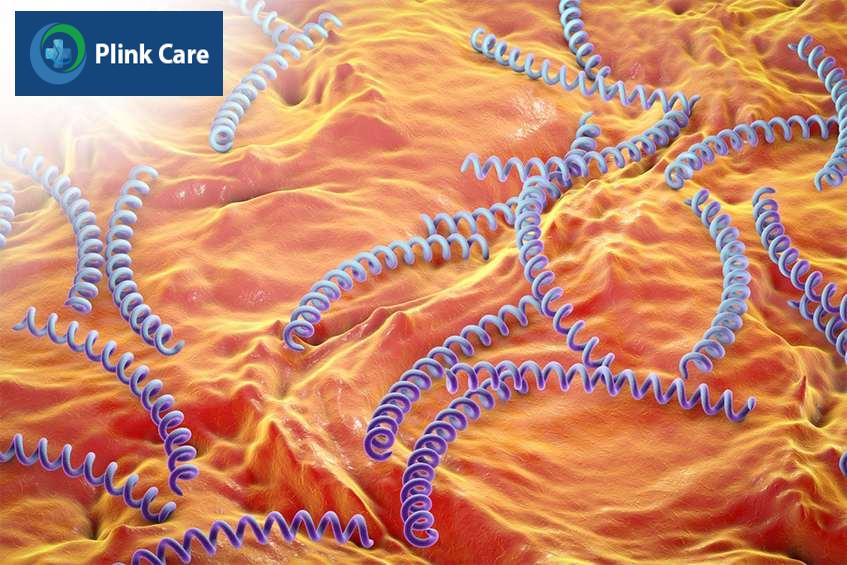 Xoắn khuẩn Treponema pallidum, “thủ phạm” gây bệnh giang mai nói chung và giang mai lưỡi nói riêng