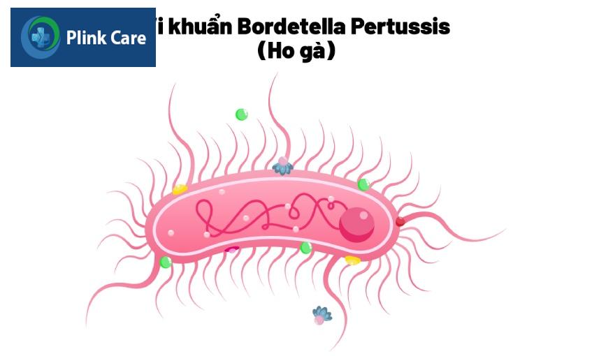 Bệnh ho gà được gây ra bởi sự xâm nhập của vi khuẩn