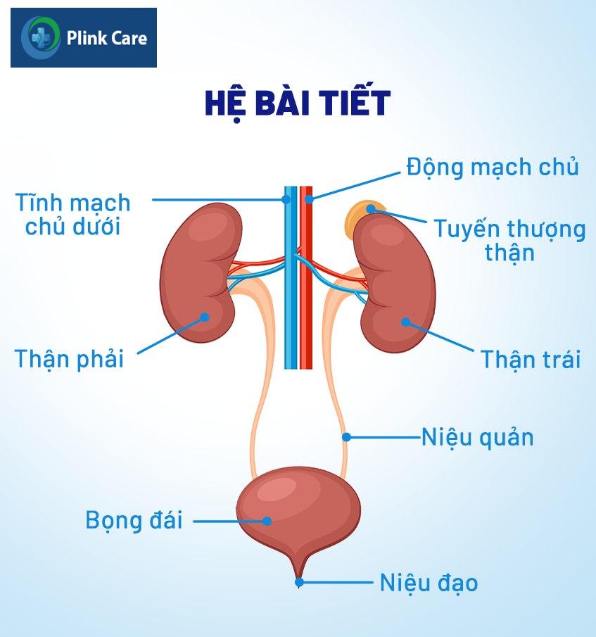 thời gian đặt ống sonde jj niệu quản