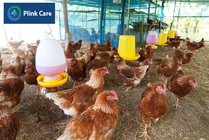 Virus H5N1 thường được lây truyền trực tiếp từ gia cầm