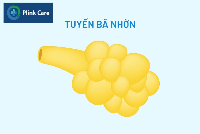 Hạt Fordyce xảy ra do sự bít tắc các tuyến bã nhờn trên da