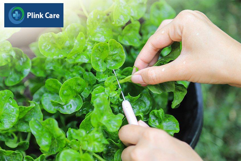 Cải xoong chứa một lượng sắt, calci, vitamin cần thiết