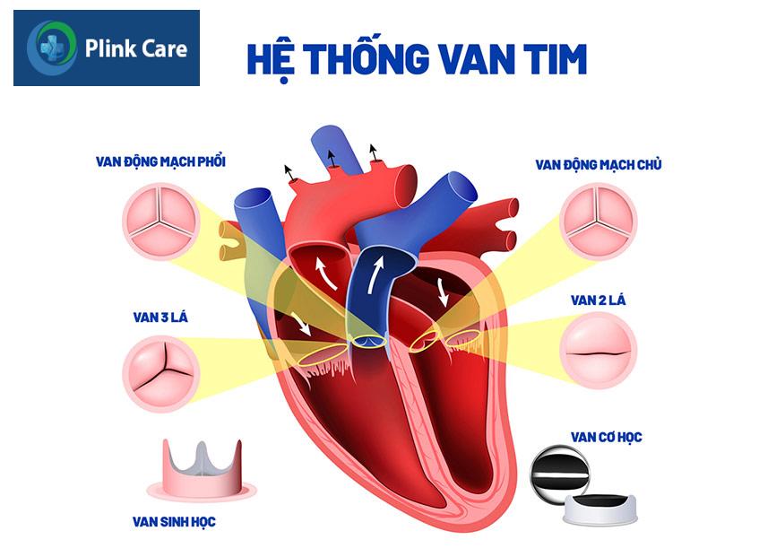 Hệ thống van tim