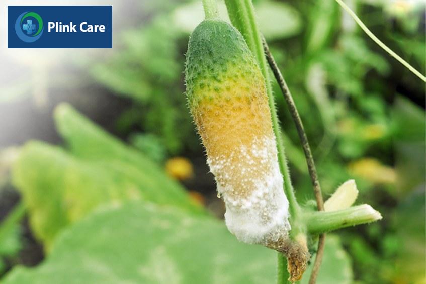 Viêm bao quy đầu do nhiều nguyên nhân khác nhau