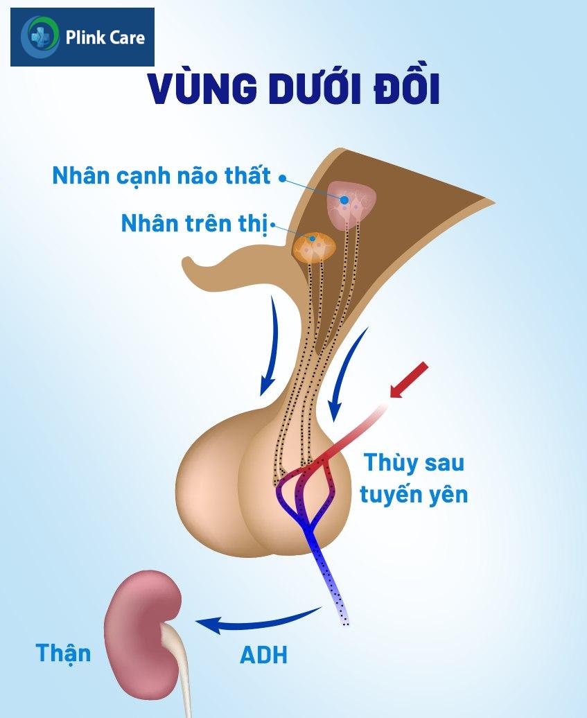 Đái tháo nhạt là rối loạn nội tiết liên quan đến ADH
