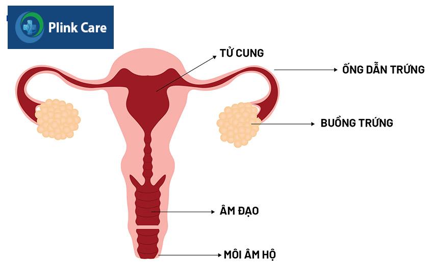 bất thường sinh dục nữ bẩm sinh