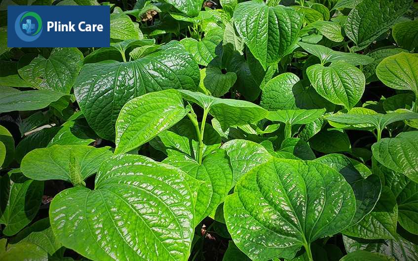 Mẹ không nên ăn lá lốt để tránh việc gây mất sữa cho con bú