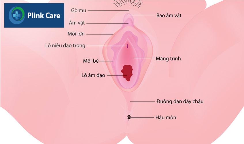 vị trí màng trinh