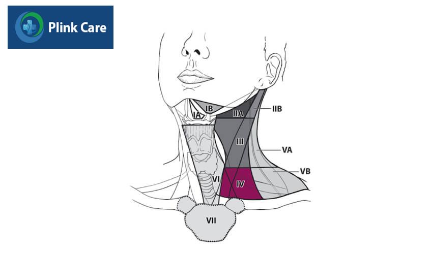 các nhóm hạch ở vùng cổ