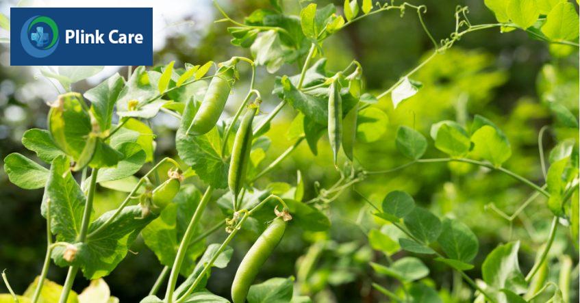 đậu rất tốt cho quá trình lành vết thương