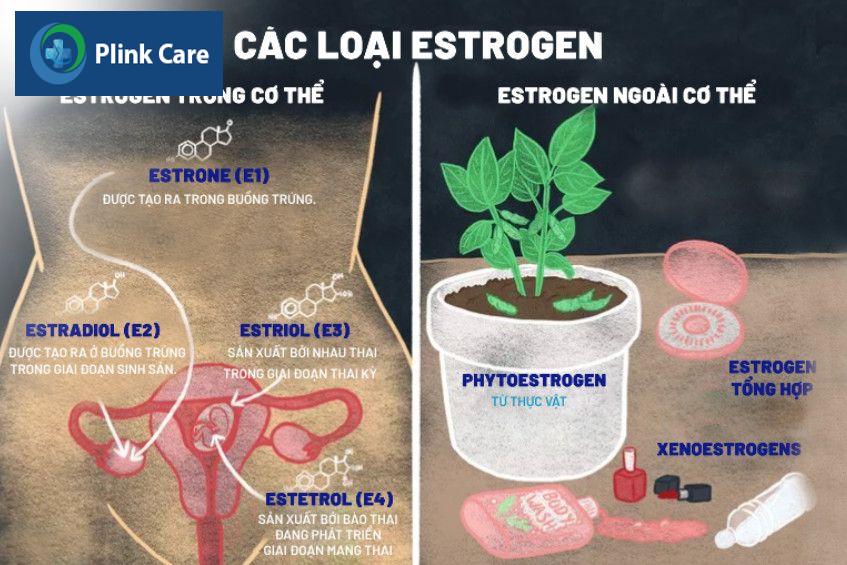 Estrogen và nguy cơ ung thư vú