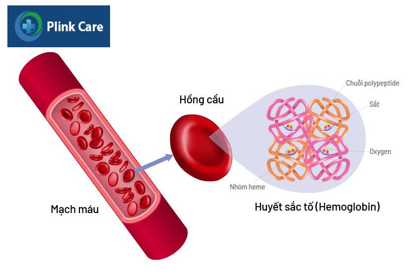 tế bào hemoglobin