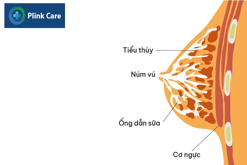 tuyến sữa ngừng hoạt động