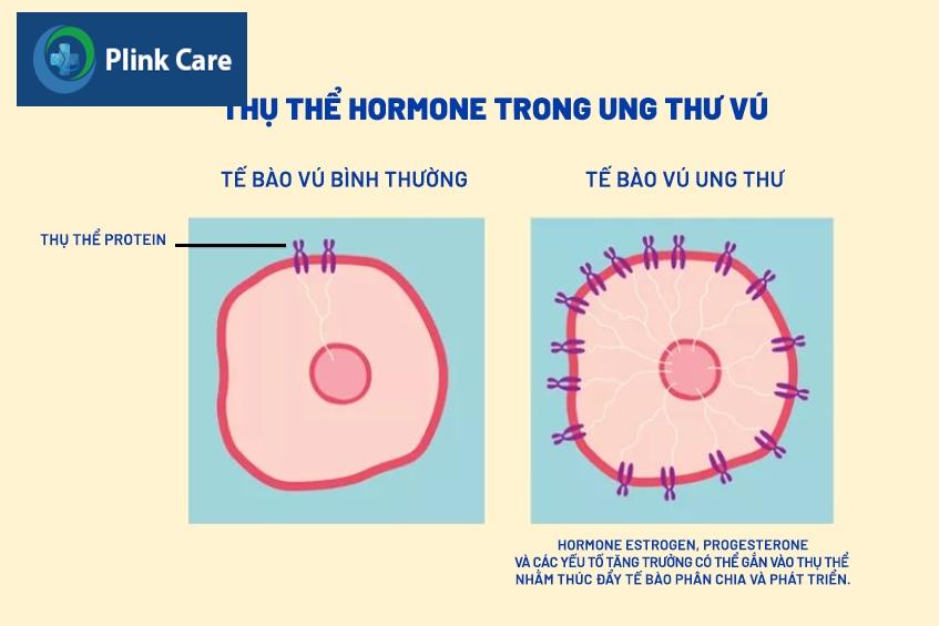xét nghiệm thụ thể ER/PR