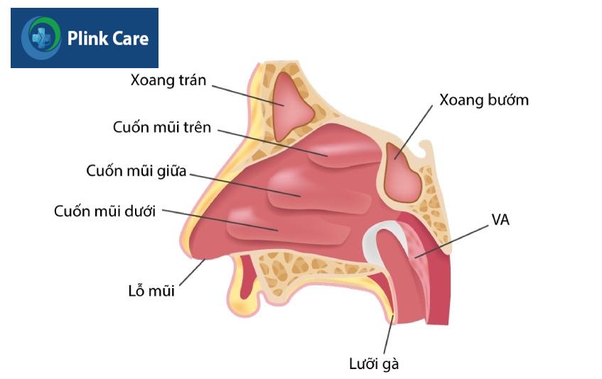 cuốn mũi bị sưng