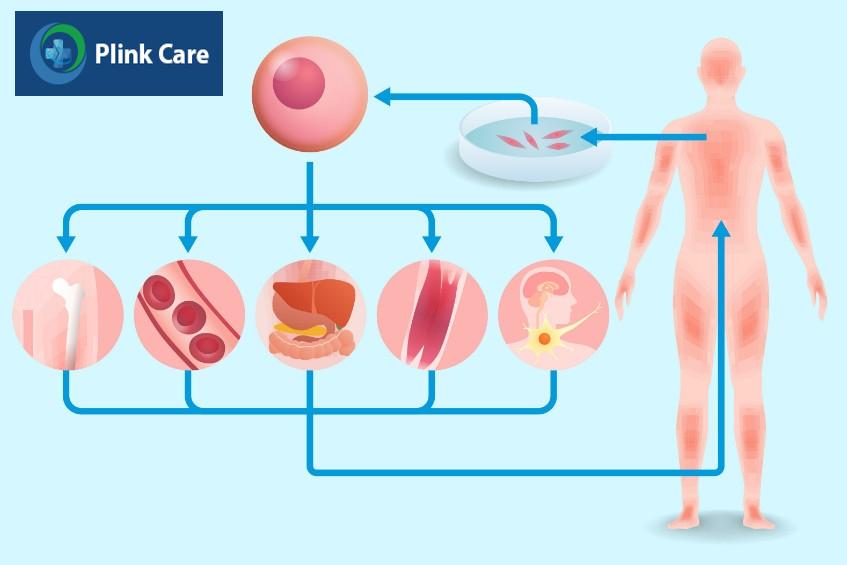 tế bào gốc vạn năng là gì