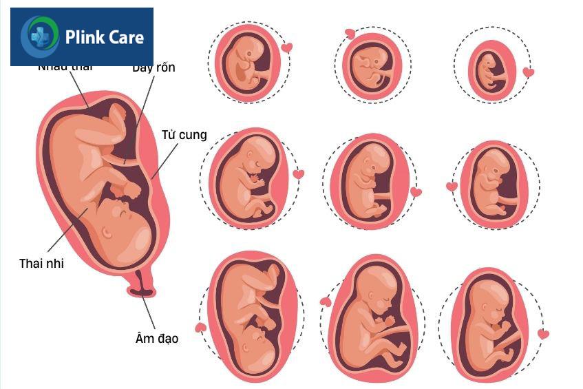 Tử cung là nơi nuôi dưỡng thai nhi