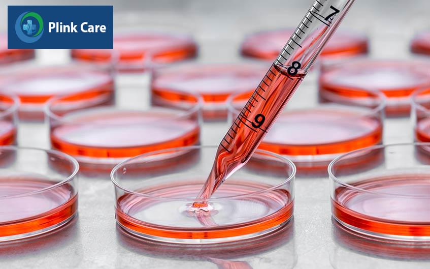 tế bào gốc sau khi tách ra được nuôi cấy trong phòng thí nghiệm