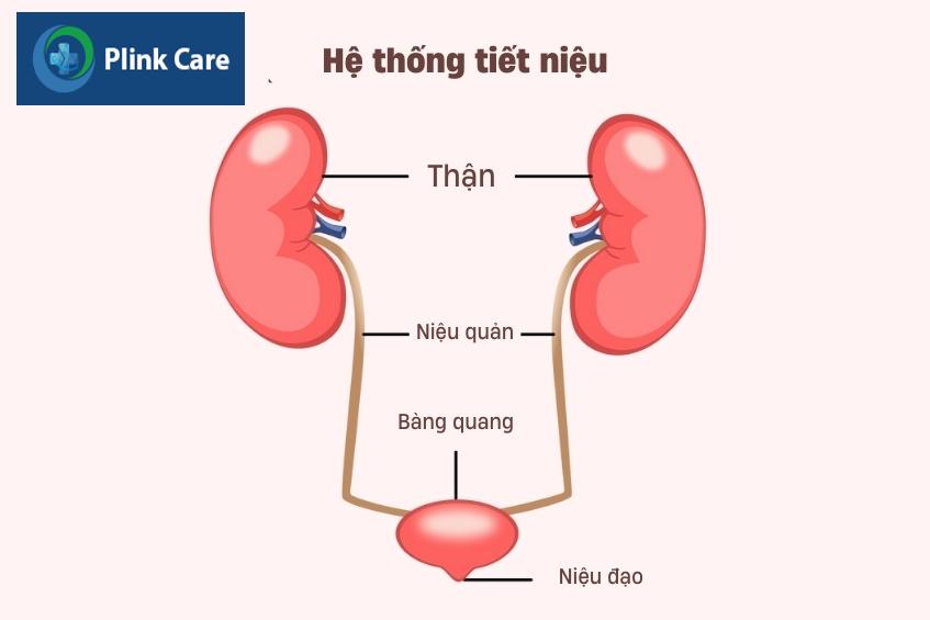 hình ảnh minh họa hệ tiết niệu