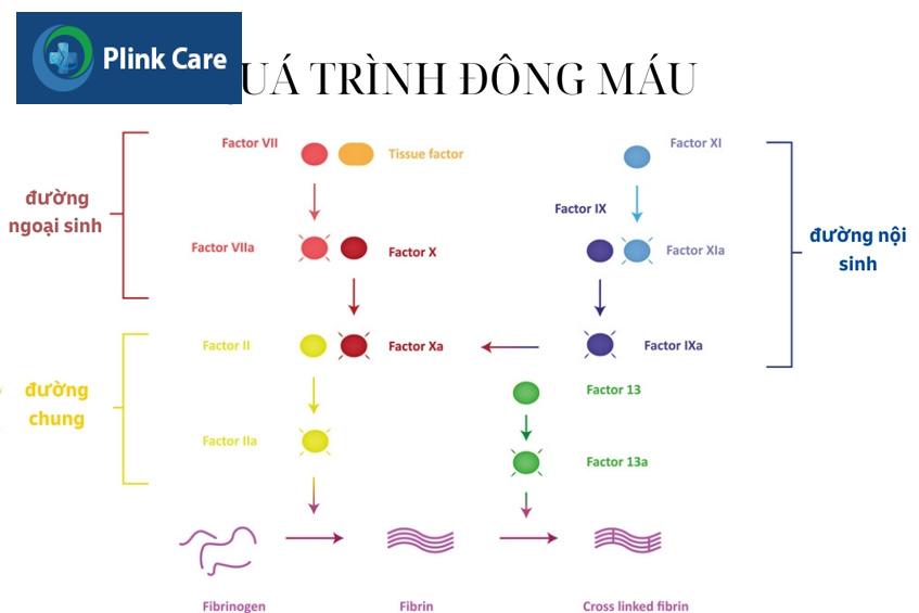 quá trình đông máu
