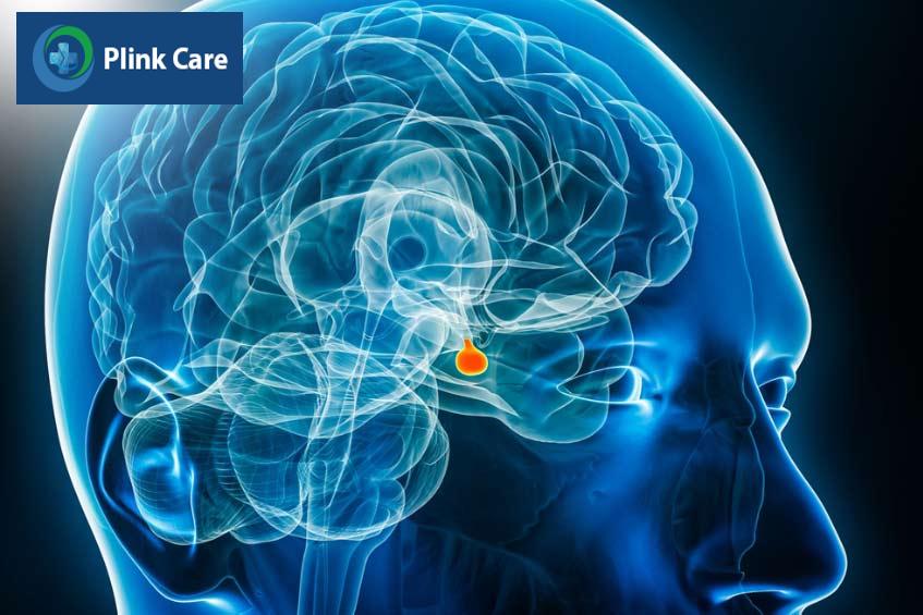 tuyến yên có khả năng ra hiệu cho cơ thể sản xuất nhiều loại hormone