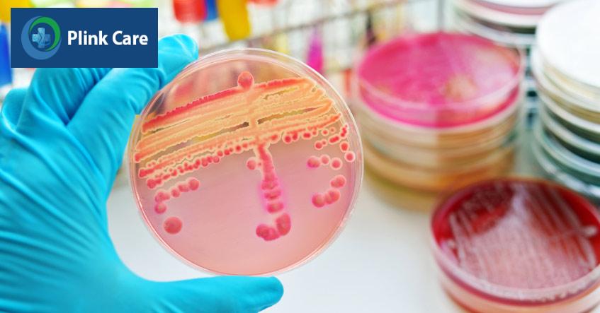 vi khuẩn neisseria gonorrhoeae gây bệnh lậu