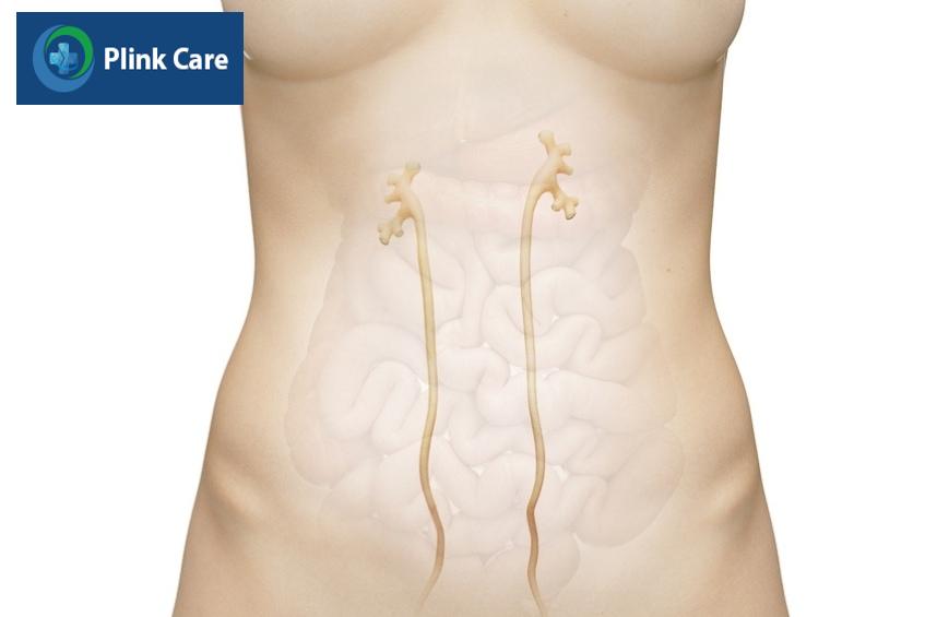 vị trí của niệu quản trong cơ thể