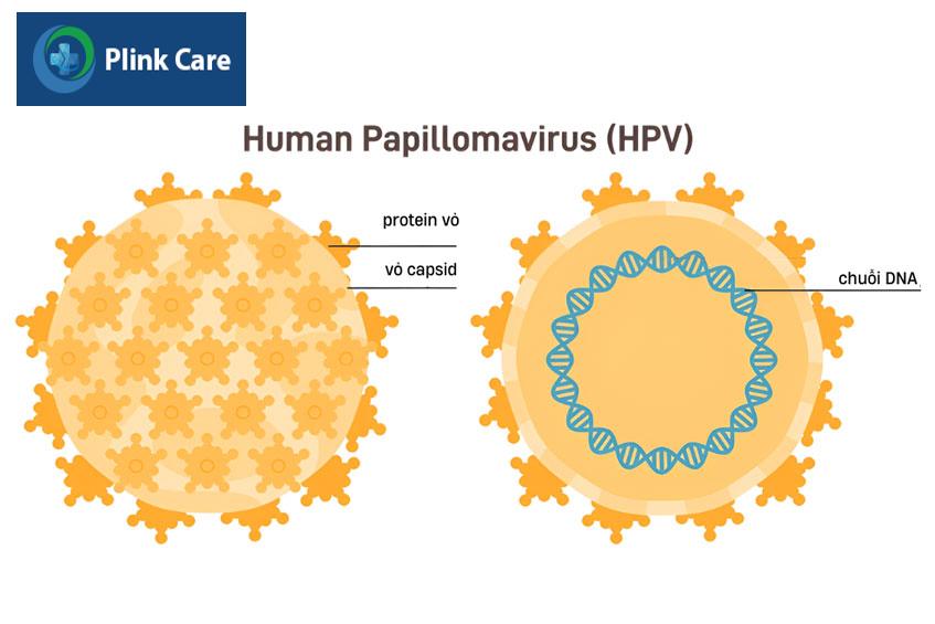 virus-HPV