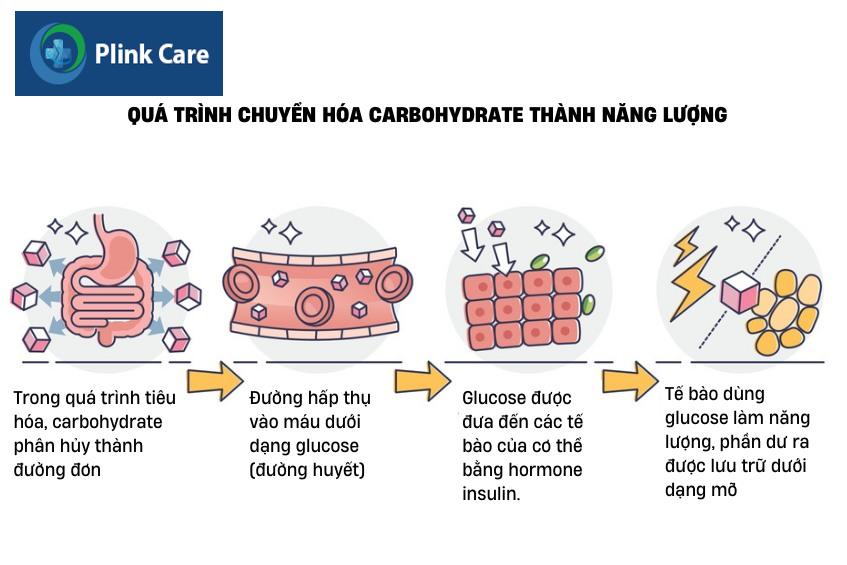 carbohydrate là cái gì