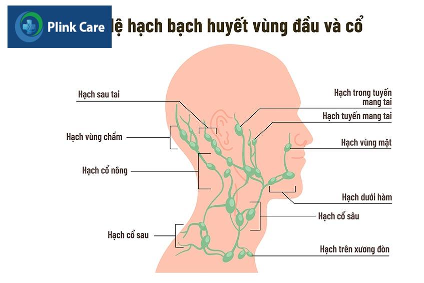 Hệ thống hạch ở vùng đầu và cổ