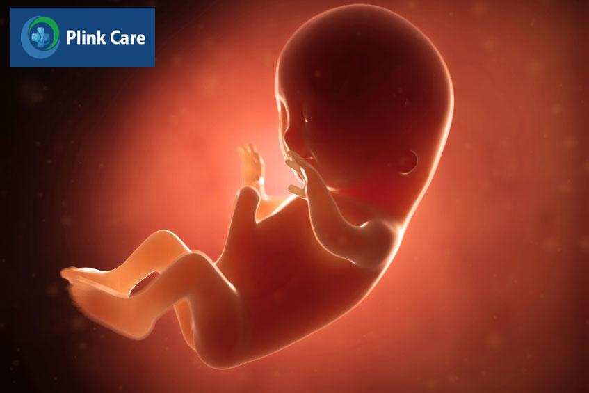 kích thước và hình dạng của thai kỳ tam cá nguyệt 1