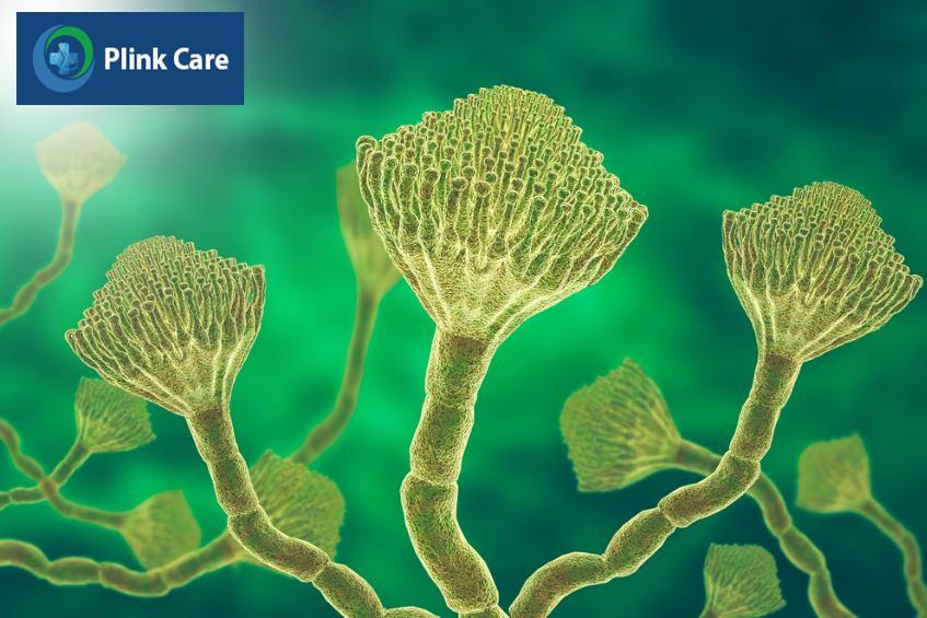 nấm aspergillus thường gây bệnh ở hệ hô hấp
