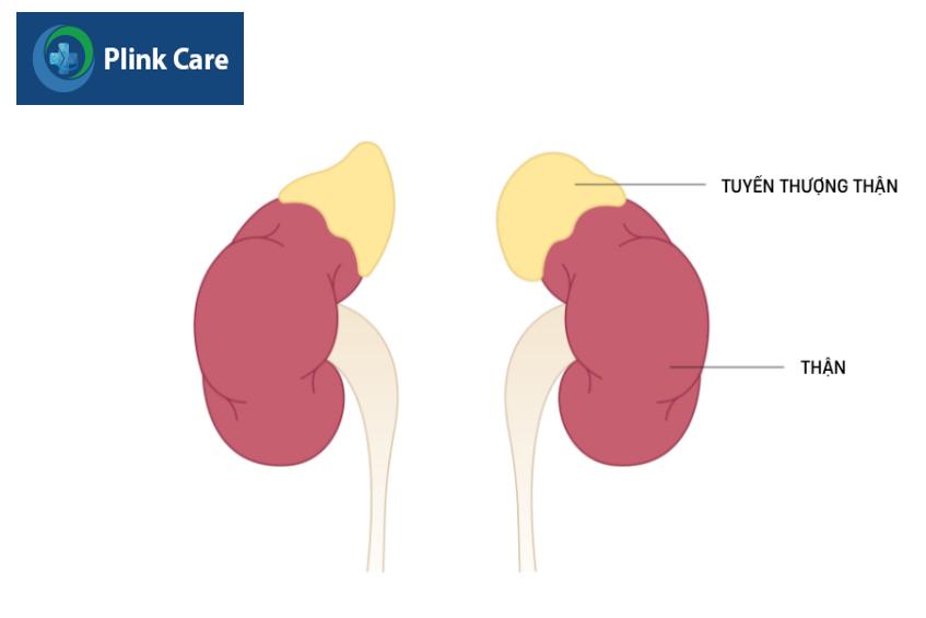 tuyến thượng thận nằm phía trên hai quả thận